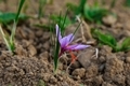 Saffron flowers on the field at harvest time - PhotoDune Item for Sale