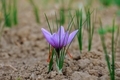 At harvest time of a field of saffron closeup - PhotoDune Item for Sale