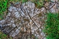 Tree stump on the green grass top view abandon tree near the lake - PhotoDune Item for Sale