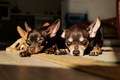 cute muzzles little dogs sleep on the floor under the sun - PhotoDune Item for Sale