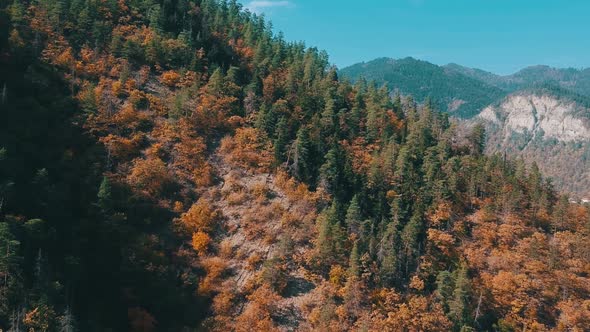 Drone View Of Autumn Forest