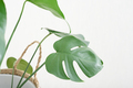 close up view of fresh monstera leaves. home plants, urban jungle, trendy green home decor. - PhotoDune Item for Sale