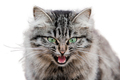 Gray cat on white background isolate - PhotoDune Item for Sale