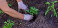 Gardener hands planting tomato seedling in ground - PhotoDune Item for Sale