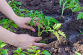 Gardener hands planting tomato seedling in ground - PhotoDune Item for Sale