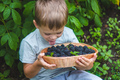 The child holds in his hands a wooden bowl with black raspberries in the garden in summer. - PhotoDune Item for Sale