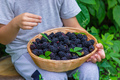 The child holds in his hands a wooden bowl with black raspberries in the garden in summer. - PhotoDune Item for Sale