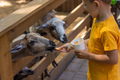 the boy feeds the animals in the zoo. - PhotoDune Item for Sale