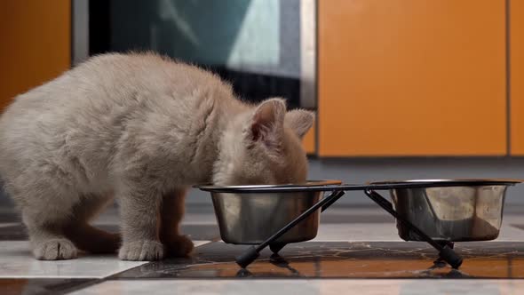 Scottish Straighteared Gray Kitten Eats in the Kitchen From His Bowl