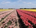 Colourful pink and yellow tulip fields with a blue sky in the background  - PhotoDune Item for Sale