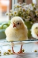One small yellow chicken in a glass container on a background of flowers - PhotoDune Item for Sale
