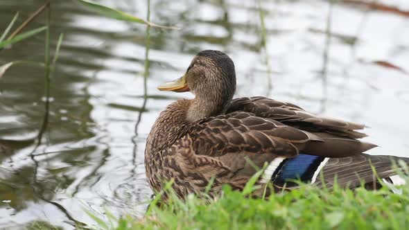 wild ducks on the lake in summer