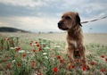 Cute beige dog in the nature  - PhotoDune Item for Sale
