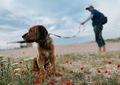 Cute beige dog with his owner in the nature  - PhotoDune Item for Sale