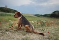 Cute beige dog walking in the nature  - PhotoDune Item for Sale
