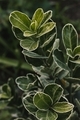 Depth of field of a green plant photographed in close-up on a green background - PhotoDune Item for Sale