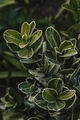 Depth of field of a green plant photographed in close-up on a green background - PhotoDune Item for Sale