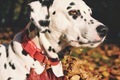 Dalmatian dog, face, sutumn day - PhotoDune Item for Sale