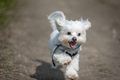 Cute dog running  - PhotoDune Item for Sale