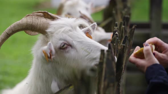 White goats seeding by human