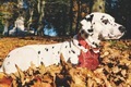 Dalmatian dog, relaxing, autumn day - PhotoDune Item for Sale
