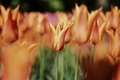 Peach colores tulip’s  - PhotoDune Item for Sale