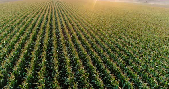 Agriculture Aerial Shot of Corn Field