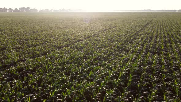 Flying Over Green Tops of Young Corn Sprouts on Sunny Morning