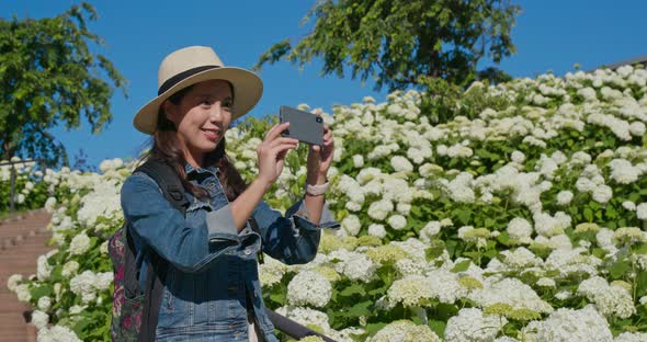 Woman take photo in white Hydrangea flower garden