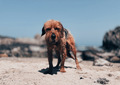 Cute brown dog on the beach  - PhotoDune Item for Sale