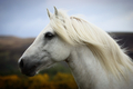 A Scottish Highland Pony - PhotoDune Item for Sale