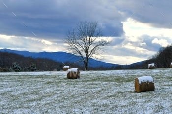 ales in a field with the mountains and a tree in the background. – copy space, background, negative space for text overlay, MargJohnsonVA,