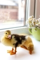 Little ducklings are standing on the windowsill against the background of a mug with flowers - PhotoDune Item for Sale
