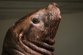 Portrait of the sea lion - PhotoDune Item for Sale