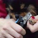How to Make Nail Clipping Easy for Little Dog in Pet Salon - VideoHive Item for Sale