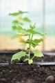 cucumber plant blooming while watering with a hose - PhotoDune Item for Sale