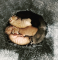 Cute kittens - PhotoDune Item for Sale