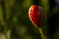 Poppy in morning sun - PhotoDune Item for Sale