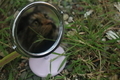 Cute cat - PhotoDune Item for Sale