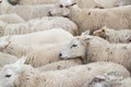 Sheep running on the street  - PhotoDune Item for Sale