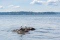 Two seagulls on a rocky outcrop.  - PhotoDune Item for Sale