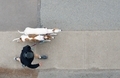 Aerial overhead view of man walking in stride two Greyhound dogs on a leash outside on a sidewalk - PhotoDune Item for Sale