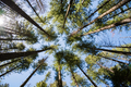 Looking up in pine tree forest - PhotoDune Item for Sale