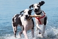 Happy dogs playing in surf - PhotoDune Item for Sale