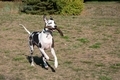 Happy harlequin great dane dog running with a stick outside. - PhotoDune Item for Sale