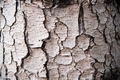 Close up tree bark texture with many cracks. - PhotoDune Item for Sale