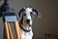 Handsome harlequin great dane dog portrait - PhotoDune Item for Sale