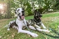 Two beautiful pure bred dogs resting with panting tongues on green grass. - PhotoDune Item for Sale