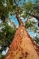 Looking up a tree trunk with orange red flakey bark peeling off. - PhotoDune Item for Sale