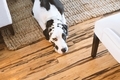 Dog laying on living room rug and hardwood floors. - PhotoDune Item for Sale